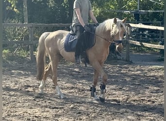 Poney de selle allemand, Hongre, 4 Ans, 140 cm, Palomino
