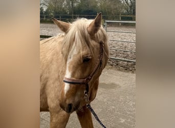 Poney de selle allemand, Hongre, 4 Ans, 140 cm, Palomino