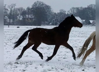 Poney de selle allemand, Hongre, 4 Ans, 142 cm, Bai