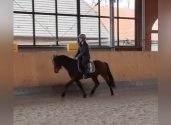 Poney de selle allemand, Hongre, 4 Ans, 142 cm, Bai
