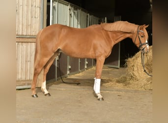 Poney de selle allemand, Hongre, 4 Ans, 143 cm, Alezan