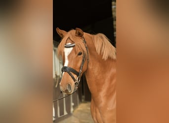 Poney de selle allemand, Hongre, 4 Ans, 143 cm, Alezan