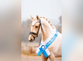 Poney de selle allemand, Hongre, 4 Ans, 143 cm, Palomino
