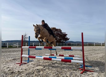 Poney de selle allemand Croisé, Hongre, 4 Ans, 143 cm, Perle