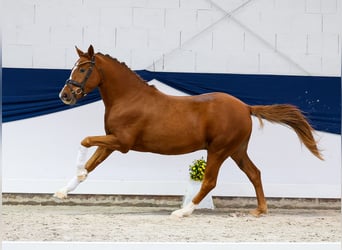 Poney de selle allemand, Hongre, 4 Ans, 144 cm, Alezan brûlé