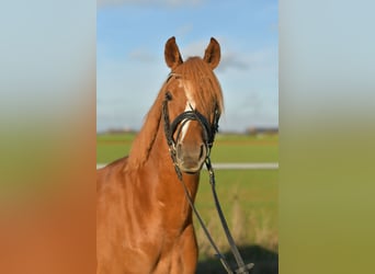 Poney de selle allemand, Hongre, 4 Ans, 144 cm, Alezan