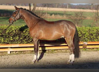 Poney de selle allemand, Hongre, 4 Ans, 144 cm, Bai