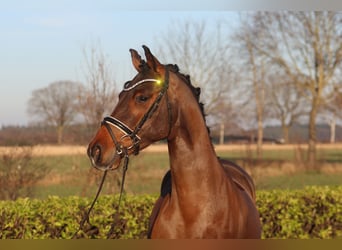 Poney de selle allemand, Hongre, 4 Ans, 144 cm, Bai