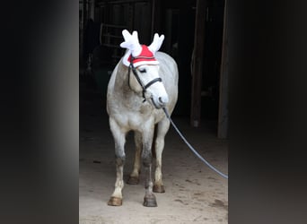 Poney de selle allemand, Hongre, 4 Ans, 144 cm, Gris