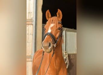 Poney de selle allemand, Hongre, 4 Ans, 145 cm, Alezan
