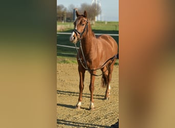 Poney de selle allemand, Hongre, 4 Ans, 145 cm, Alezan