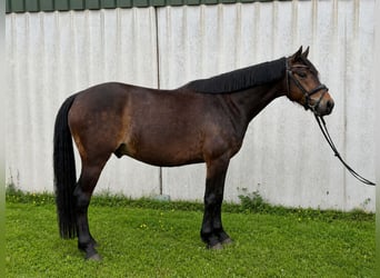 Poney de selle allemand, Hongre, 4 Ans, 145 cm, Bai brun