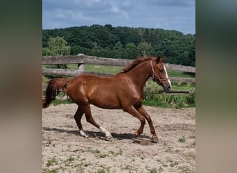 Poney de selle allemand, Hongre, 4 Ans, 146 cm, Alezan