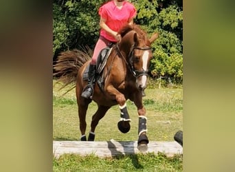Poney de selle allemand, Hongre, 4 Ans, 146 cm, Alezan