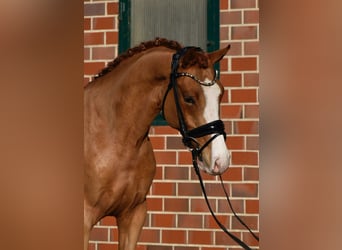 Poney de selle allemand, Hongre, 4 Ans, 146 cm, Alezan