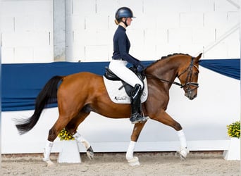 Poney de selle allemand, Hongre, 4 Ans, 146 cm, Alezan