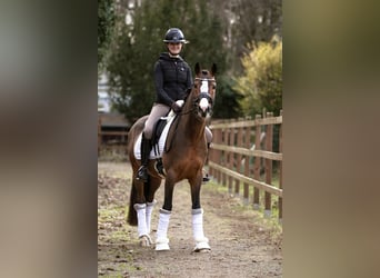 Poney de selle allemand, Hongre, 4 Ans, 146 cm, Bai