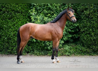 Poney de selle allemand, Hongre, 4 Ans, 146 cm, Bai