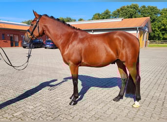 Poney de selle allemand, Hongre, 4 Ans, 146 cm, Bai