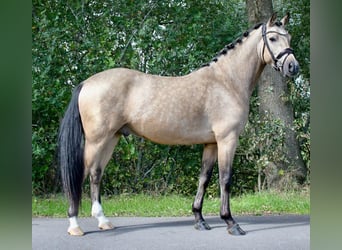 Poney de selle allemand, Hongre, 4 Ans, 146 cm, Buckskin