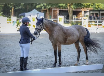 Poney de selle allemand, Hongre, 4 Ans, 146 cm, Buckskin