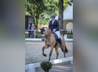 Poney de selle allemand, Hongre, 4 Ans, 146 cm, Buckskin