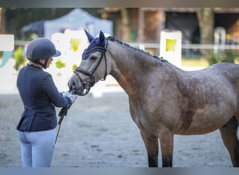 Poney de selle allemand, Hongre, 4 Ans, 146 cm, Buckskin