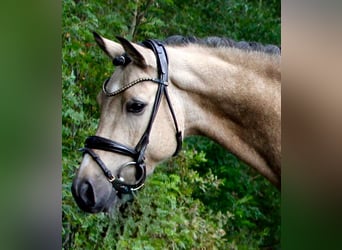 Poney de selle allemand, Hongre, 4 Ans, 146 cm, Buckskin