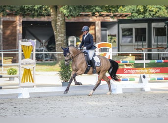 Poney de selle allemand, Hongre, 4 Ans, 146 cm, Buckskin