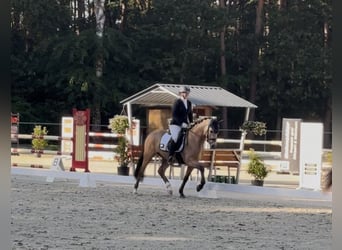 Poney de selle allemand, Hongre, 4 Ans, 146 cm, Buckskin
