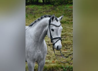 Poney de selle allemand, Hongre, 4 Ans, 146 cm, Gris