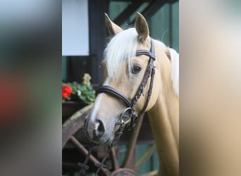 Poney de selle allemand, Hongre, 4 Ans, 146 cm, Palomino
