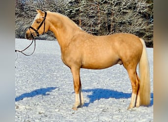 Poney de selle allemand, Hongre, 4 Ans, 146 cm, Palomino