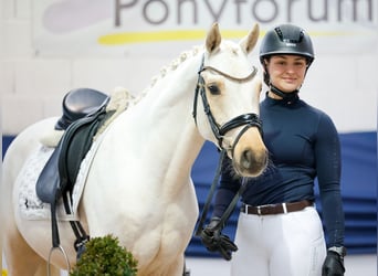 Poney de selle allemand, Hongre, 4 Ans, 146 cm, Palomino