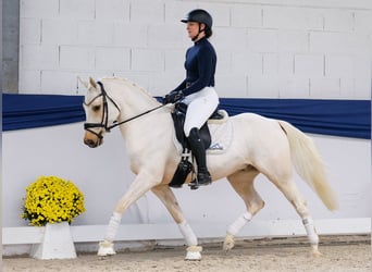Poney de selle allemand, Hongre, 4 Ans, 146 cm, Palomino