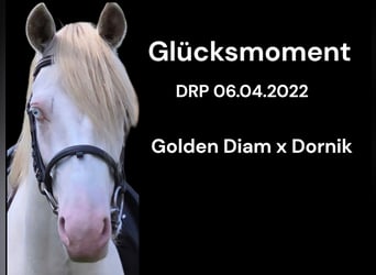 Poney de selle allemand, Hongre, 4 Ans, 146 cm, Perlino