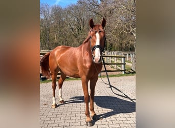 Poney de selle allemand, Hongre, 4 Ans, 147 cm, Alezan