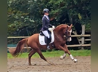 Poney de selle allemand, Hongre, 4 Ans, 147 cm, Alezan