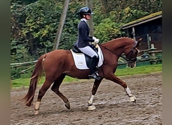 Poney de selle allemand, Hongre, 4 Ans, 147 cm, Alezan