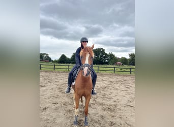 Poney de selle allemand, Hongre, 4 Ans, 147 cm, Alezan