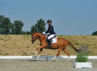 Poney de selle allemand, Hongre, 4 Ans, 147 cm, Alezan