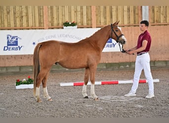 Poney de selle allemand, Hongre, 4 Ans, 147 cm, Alezan