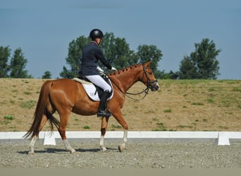 Poney de selle allemand, Hongre, 4 Ans, 147 cm, Alezan
