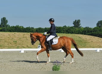 Poney de selle allemand, Hongre, 4 Ans, 147 cm, Alezan