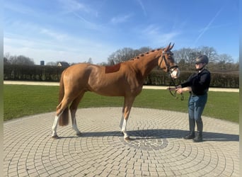Poney de selle allemand, Hongre, 4 Ans, 147 cm, Alezan