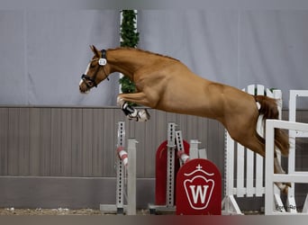 Poney de selle allemand, Hongre, 4 Ans, 147 cm, Alezan