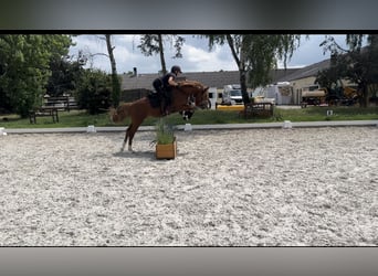 Poney de selle allemand, Hongre, 4 Ans, 147 cm, Alezan