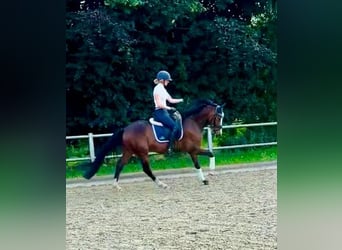 Poney de selle allemand, Hongre, 4 Ans, 147 cm, Bai brun