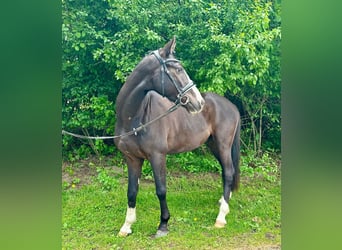 Poney de selle allemand, Hongre, 4 Ans, 147 cm, Bai brun foncé