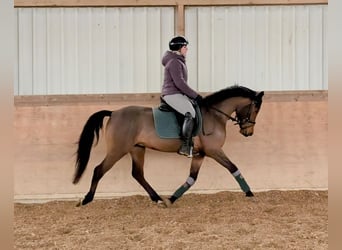 Poney de selle allemand, Hongre, 4 Ans, 147 cm, Bai